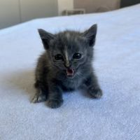 Chat douat à la réservation