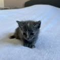 Chat douat à la réservation #2