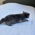 Chat douat à la réservation #3