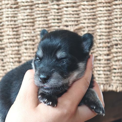 Chiots à réserver #5