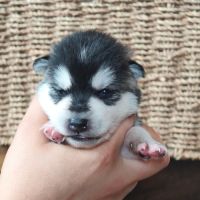 Chiots à réserver #1