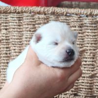 Chiots à réserver #2