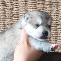 Chiots à réserver #4