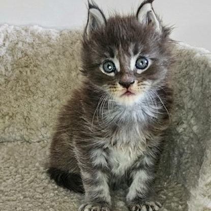 Chatons loof maine coon #1