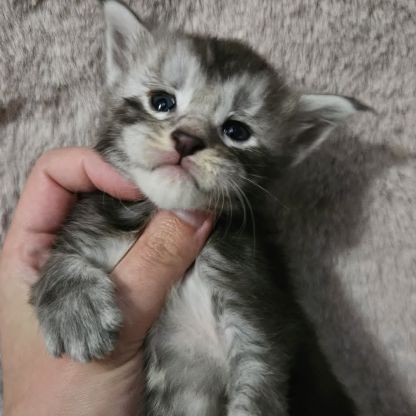 Chatons loof maine coon #1