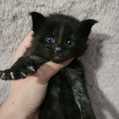 Chatons loof maine coon #2