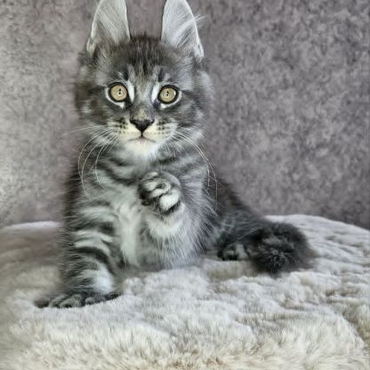 Chatons loof maine coon #2