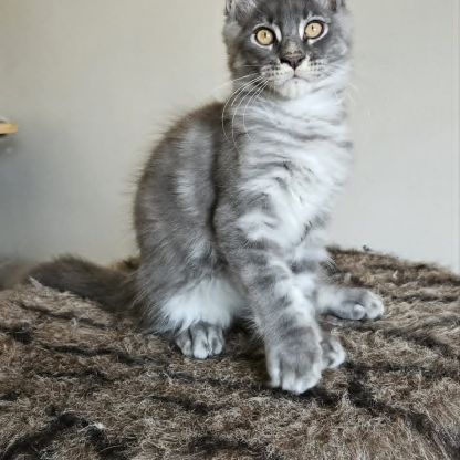 Chatons loof maine coon
