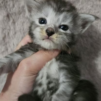 Chatons loof maine coon #5