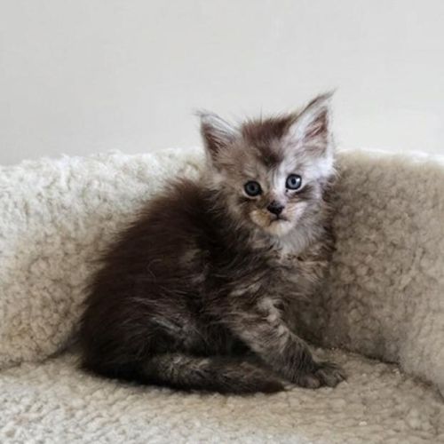 Chatons loof maine coon