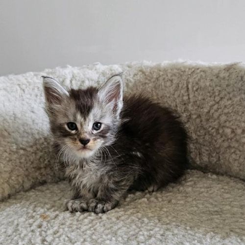 Chatons loof maine coon #4