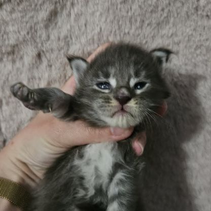 Chatons loof maine coon #6