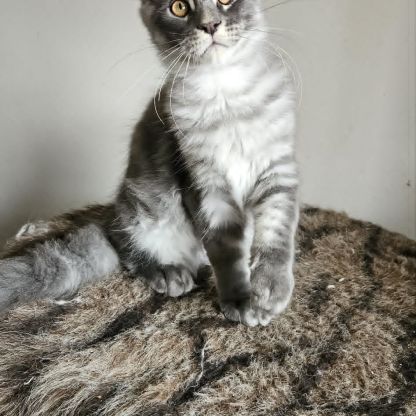 Chatons loof maine coon #0