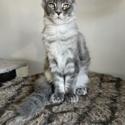 Chatons loof maine coon