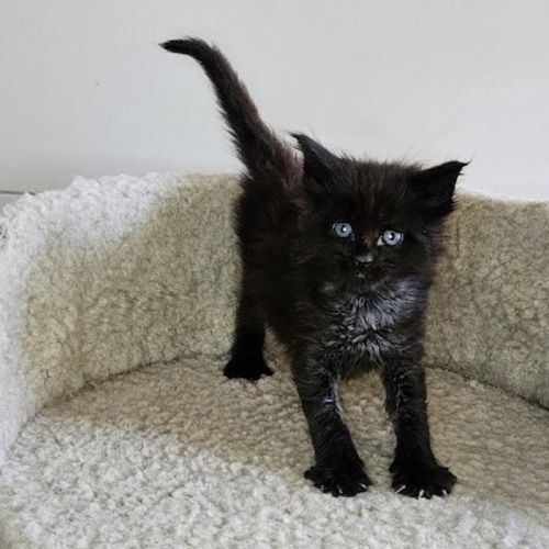 Chatons loof maine coon
