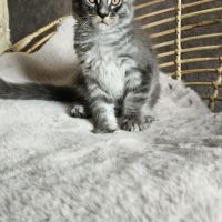 Chatons loof maine coon