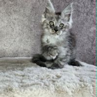 Chatons loof maine coon #1
