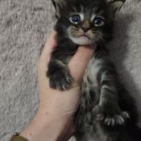 Chatons loof maine coon #3