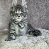 Chatons loof maine coon #2