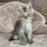 Chatons loof maine coon