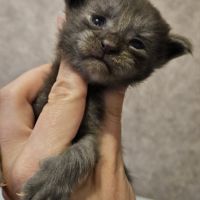 Chatons loof maine coon