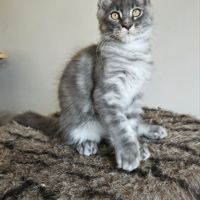 Chatons loof maine coon