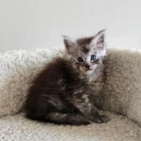 Chatons loof maine coon