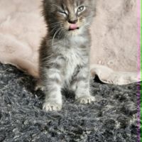 Chatons loof maine coon