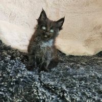Chatons loof maine coon