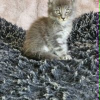 Chatons loof maine coon