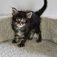 Chatons loof maine coon #3