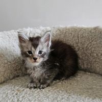 Chatons loof maine coon #4