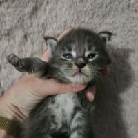 Chatons loof maine coon #6