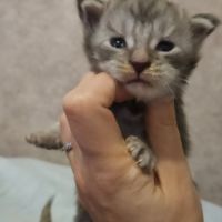 Chatons loof maine coon #7
