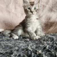 Chatons loof maine coon
