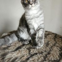 Chatons loof maine coon