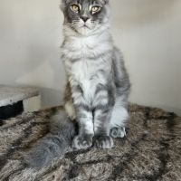 Chatons loof maine coon