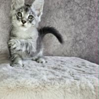 Chatons loof maine coon