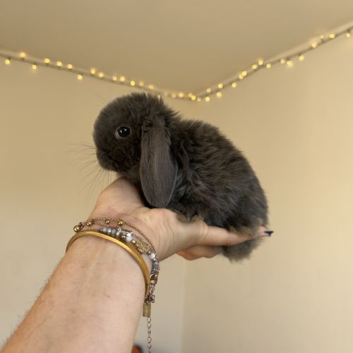 Lapin bélier #1