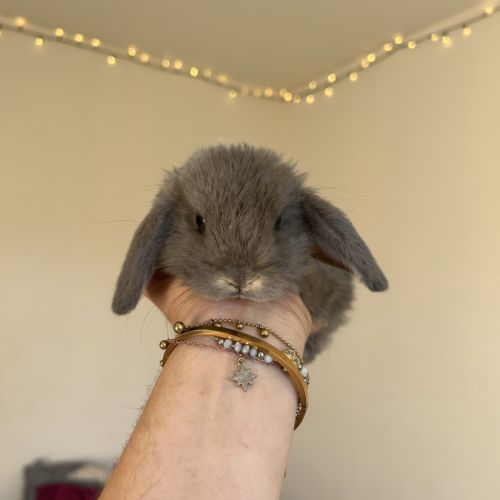Lapin bélier #2
