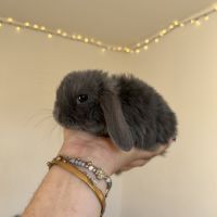 Lapin bélier