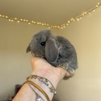 Lapin bélier #4