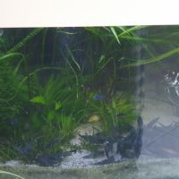 Donne poissons aquarium amazonien