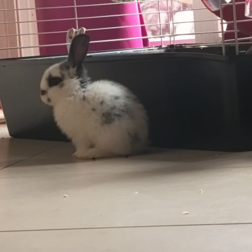 Lapin bélier #0
