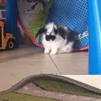Lapin bélier #1