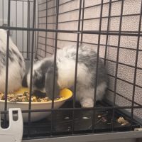 Lapin bélier #2