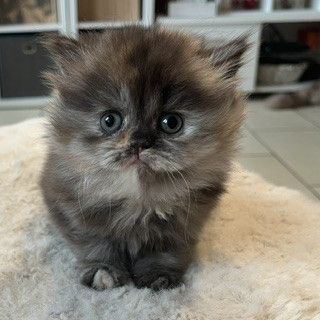 Chaton bristish longhair et shorthair