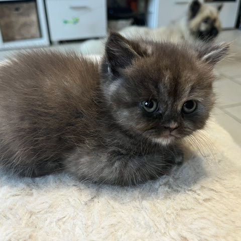 Chaton bristish longhair et shorthair #2