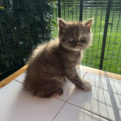 Chaton bristish longhair et shorthair #2