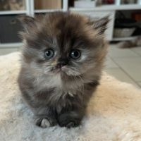 Chaton bristish longhair et shorthair #0